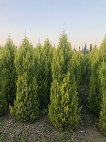 Şitillər: Dekarativ agaclarin satiwi istenilen novde istenilen olcude var elave — 4