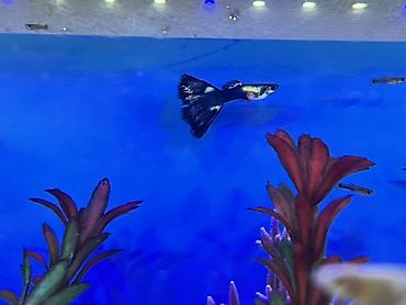 Balıqlar: Sülhsevər, Ödənişli çatdırılma -da lalafo.az — 13 Balıqlar: Sülhsevər, Ödənişli çatdırılma — 13