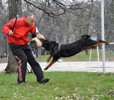 Psi: Rotvajler, muška štenad Odgajivačnica „Fustendorf“ FCI 5449, rasa — 7