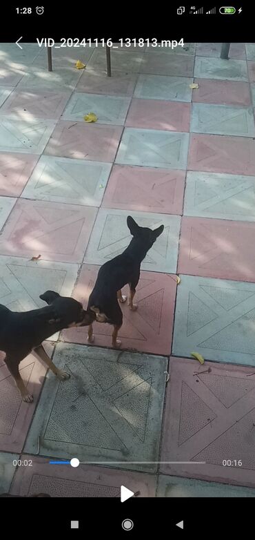 İtlər: 2 ay, Erkek, Peyvəndli, Pulsuz çatdırılma, Ödənişli çatdırılma, Rayonlara çatdırılma — 8