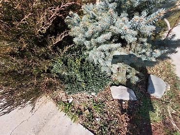 Декоративные деревья: Саженцы деревьев: Ели — 21