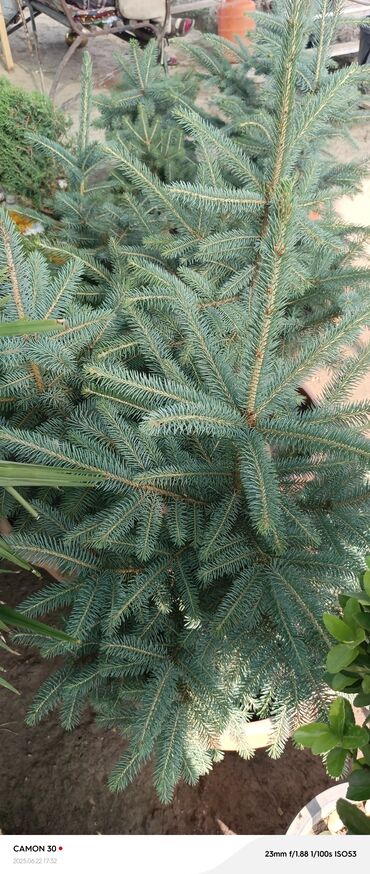 Садовые цветы и кустарники: Саженцы цветка — 23