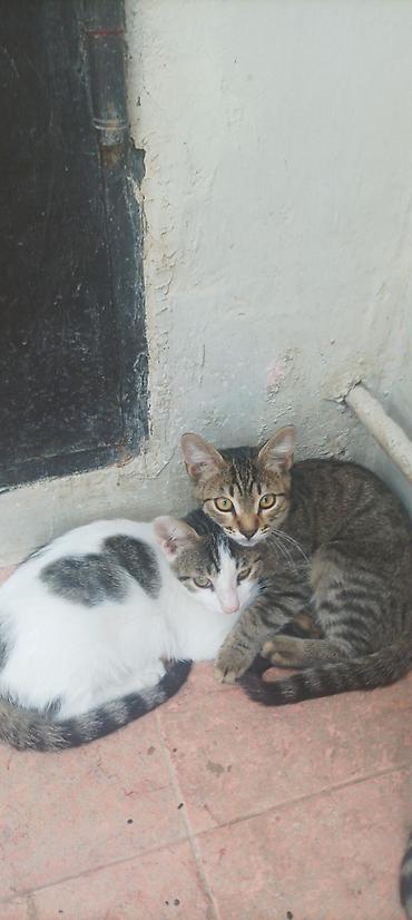 pisi: Tabbi, Yaxşı əllərə — 2