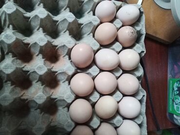 купить инкубационное яйцо кур породы брама: Продаю | Инкубационные яйца | Брама | Для разведения