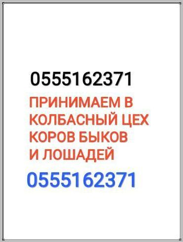 СКУПАЕМ СКОТ В КОЛБАСНЫЙ ЦЕХ, забираем сами