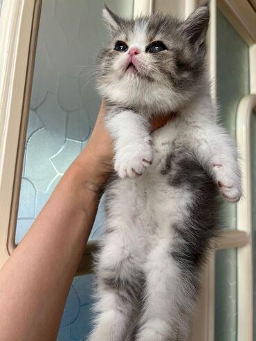 atlar ucuz: Ekzot, Erkək, Cütləşmə üçün