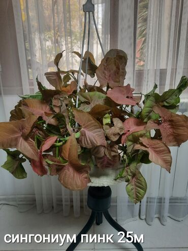 Otaq bitkiləri: Otaq bitkiləri kolleksiyası 1) Papоротnik – 20 m - Sərfəli otaq — 3