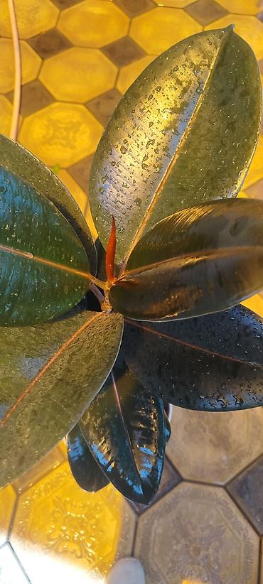 алое вера: Эуфорбия Милла (Euphorbia milii, «терновый венец») в горшке. - — 9