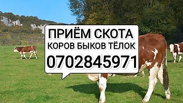 забой кур: Частное лицо, Колбасный цех : Коровы, быки, Лошади, кони, | Круглосуточно, Любое состояние, Забитый — 1