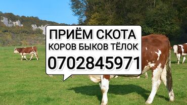 скот телята: Куплю | Коровы, быки, Лошади, кони | Круглосуточно, Любое состояние, Забитый