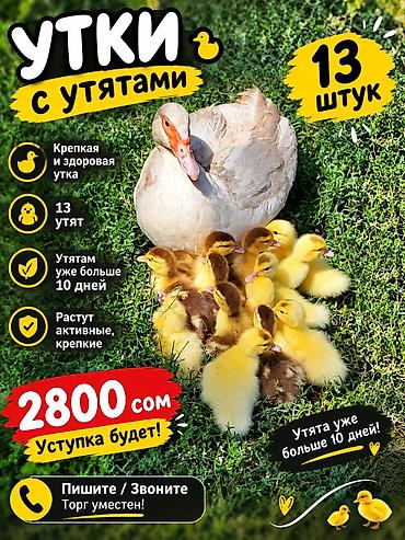 саан уй бишкек: Продоется утка с утятами утятам уже больше 10дней утят вобщем 13штук — 1