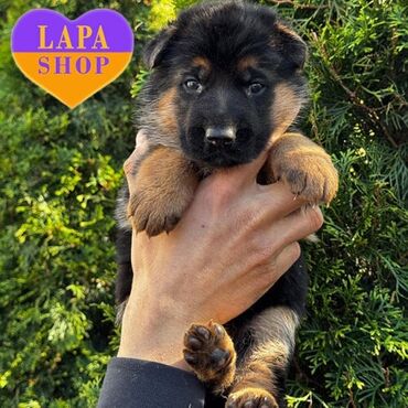 pitbul it: Alman çoban iti, 1 ay, Erkek, Ünvandan götürmə