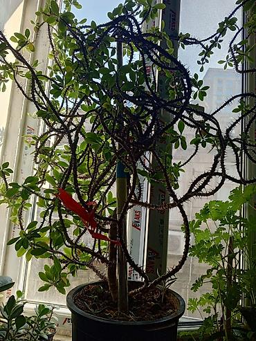 roza: Satılır: otaq bitkiləri dəsti 1) Spathiphyllum (Sülh zanbağı) - — 7