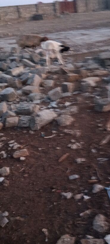 Qoyunlar, qoçlar: Dişi, il: 5, 55 kq, Ətlik, Ünvandan götürmə — 12