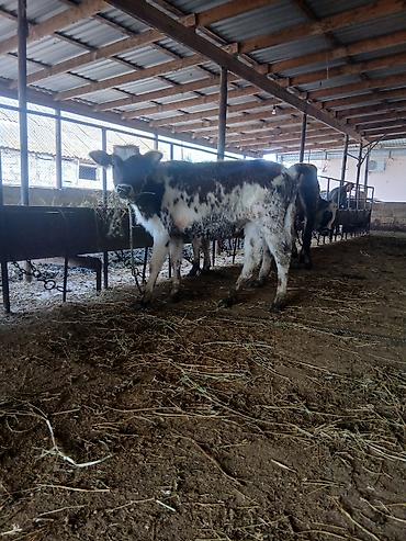 Dana, buzov: 3 erkək 2 dişi dana — 10