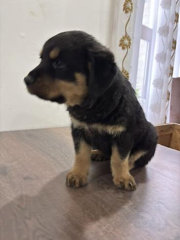 İtlər: Rotveyler, 2 ay, Dişi — 9