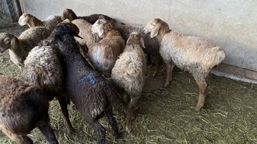 продам бу оборудование для птицефабрики: Сатам | Ургаачы кой (ургаачы) | Көбөйтүү үчүн