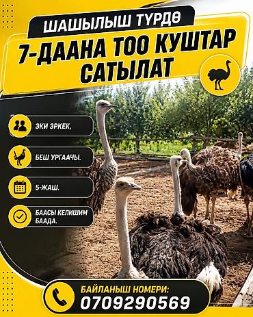 купить собаку бишкек: ШАШЫЛЫШ ТҮРДӨ 7-ДААНА ТОО КУШТАР САТЫЛАТ. Эки эркек, беш ургаачы — 1