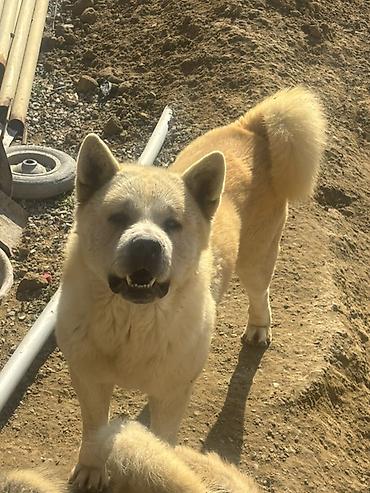 it satisi 2020: Akita-inu, 6 ay, Erkək — 1
