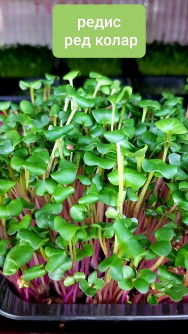 Здоровое питание: Продается вкусная красивая и очень полезная микрозелень в большом — 5