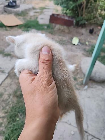 Животные: Котята, примерно 3–4. Первое фото 500. Остальные по 200 сом. Забрать — 6