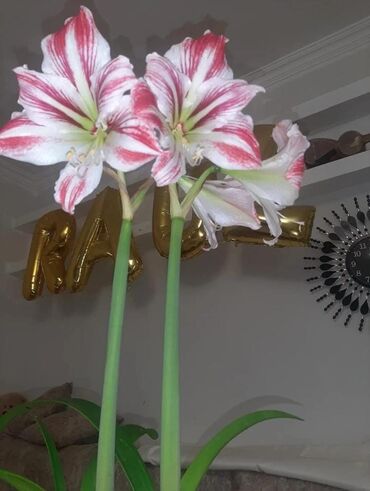 Otaq bitkiləri: İç məkan üçün canlı dekorativ güllər və sukulentlər - Amaryllis — 1