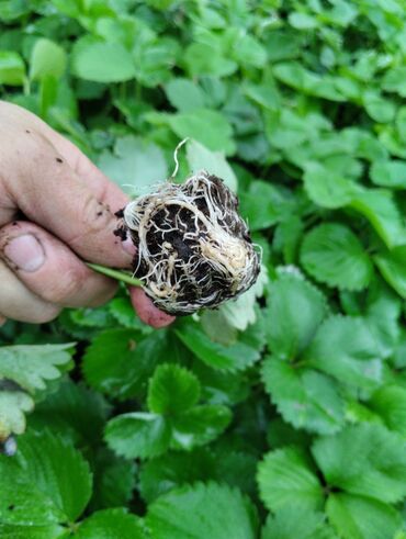 где можно купить саженцы роз: Семена и саженцы Клубника, Самовывоз