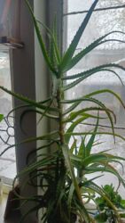 мел для животных: Алое, цена договорная at lalafo.kg мел для животных: Алое, цена договорная