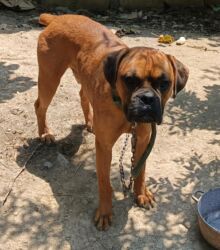 котёнок в хорошие руки: Боксёр, 2 года, Самец, С прививками