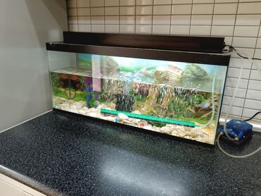 Akvariumlar: Tam komplekt akvarium seti - Şüşə akvarium, üst qapaqlı - Daxili — 5