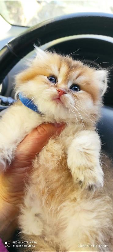 Pişiklər: Britan — 9