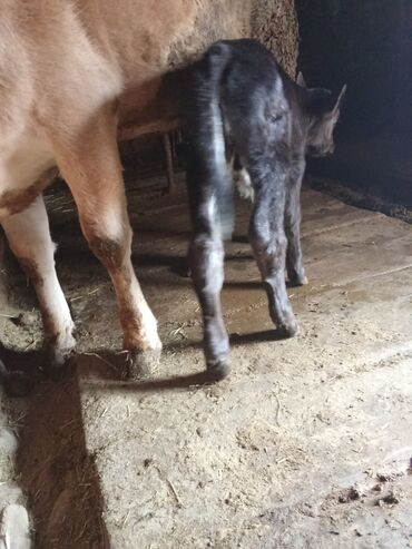 домик для кошки многоуровневый: Продаю | Музоо, торпок | Бельгийская, Абердин-ангус | Для разведения | Искусственник