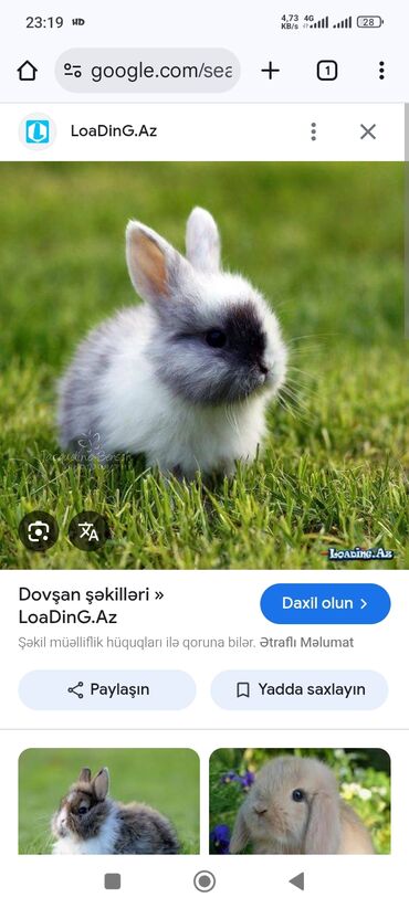 Yerli sort rəngbərəng dovşanlar var barterde var ördək qaz
