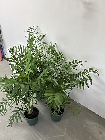 полено: Комнатное растение: Хамедорея (бамбуковая пальма) в пластиковом — 2
