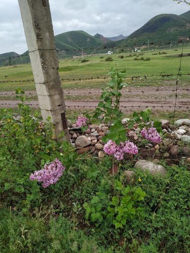 Продажа участков: 120 соток, Для сельского хозяйства, Красная книга — 12