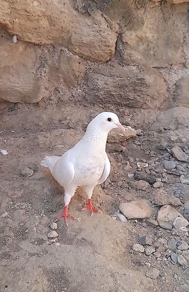 Tutulma 15 tuk erkey qiymet sondu lalafo.az -da Tutulma 15 tuk erkey qiymet sondu