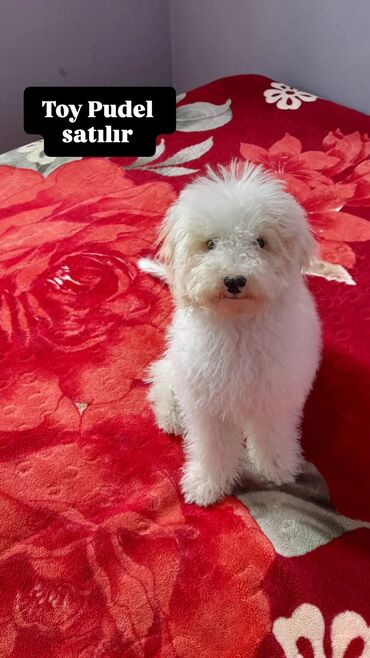 клетка для попугаев: Пудель