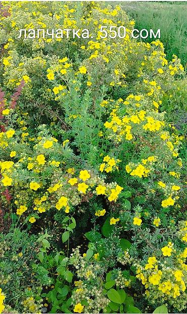 Декоративные деревья: Саженцы деревьев: Туи at lalafo.kg — 7 Декоративные деревья: Саженцы деревьев: Туи — 7