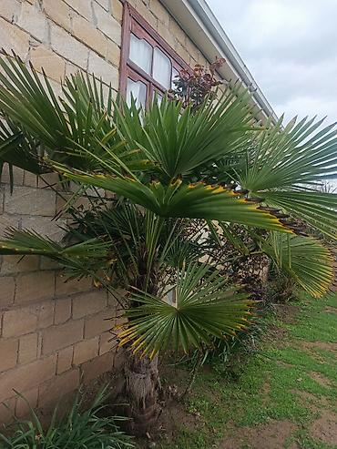 dekarativ agaclar: Xurmayı xatırladan dekorativ palma ağacı – Trachycarpus fortunei (Fan — 2