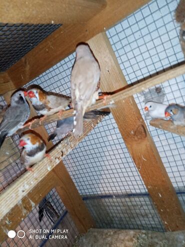 Amadinlər: Amadinlər Satış zebravıy sadə amadinlər benqal amadini risovka risoviy — 9