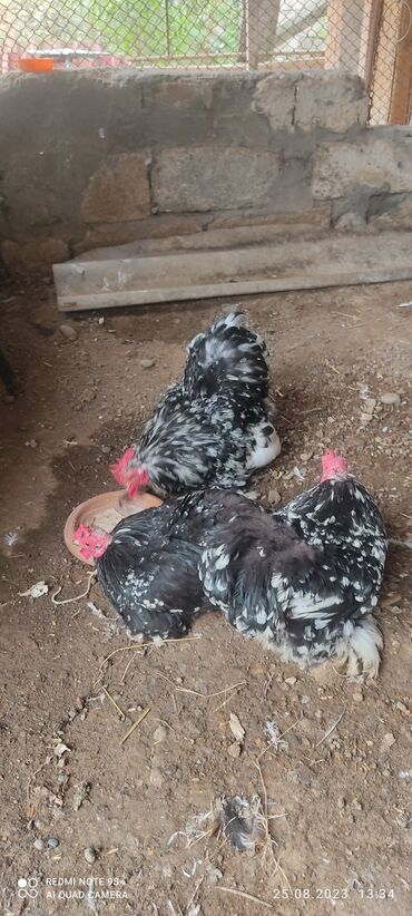 Hinduşka: Koxin motlet yumurtaları.votsap aktivdir