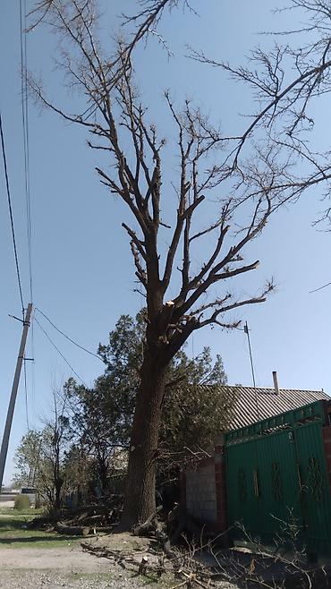 Спил деревьев, заготовка дров: УСЛУГИ АРБОРИСТА. ВАЛЮ ДЕРЕВЬЯ ЛЮБОЙ СЛОЖНОСТИ СТРИЖКА ТОПОЛЕЙ ОБР.ПО — 8