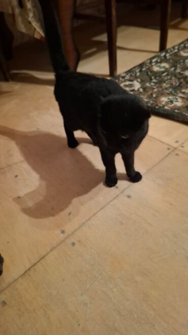 Pişiklər: Siam, Dişi, Yaxşı əllərə — 4