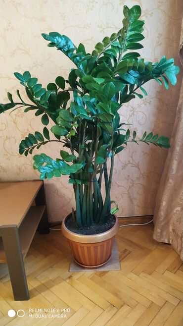 цветок фикус: Продам цветок - замиокулькас (долларовое дерево) 9 лет
Высота 150см