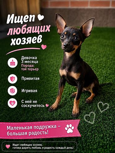 тайган собаки: Той-терьер, 3 айлык, Ургаачы, Эмделген — 1