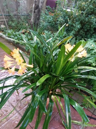 уход за садом: Распродажа цветов в связи с отъездом !!! Разные, сортовые_