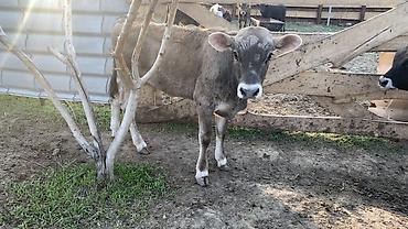 Коровы, быки: Продаю | Бык (самец) | На откорм — 11