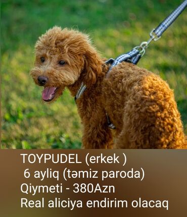 poodle it: 6 ay, Erkek, Ünvandan götürmə