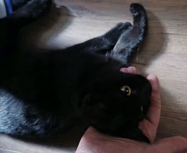 Pişiklər: Britan, Erkək, Yaxşı əllərə, Ödənişli çatdırılma — 6