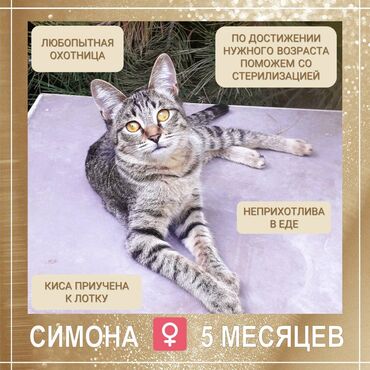 где можно купить шотландского вислоухого котенка: 5 айлык, Ургаачы, Лотокко барууга үйрөтүлгөн, Курттардан тазаланган